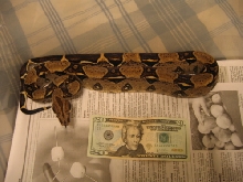 DH Striped Albino Female