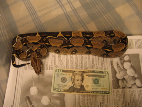 DH Striped Albino Female