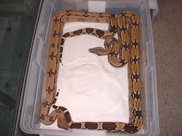 Suri Pair