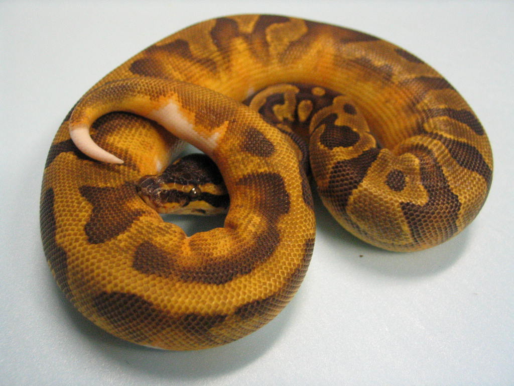 Enchi Pied