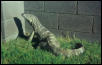 Big Blackthroat Clawed