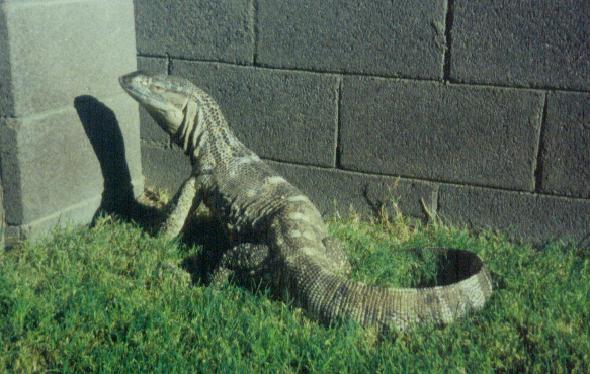 Big Blackthroat Clawed