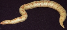 Female Albino