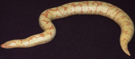 Female Albino