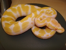 Fem 2 '07 Albino