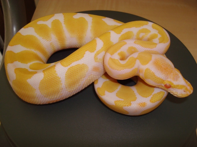 Fem 2 '07 Albino