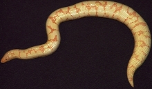 Albino Kenyan Female 2