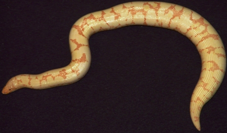 Albino Kenyan Female 2