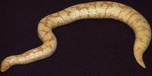 Albino Female Kenyan 3