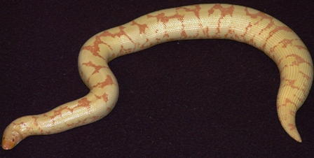 Albino Female Kenyan 3
