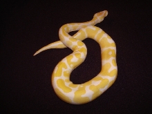 1.0 '07 Albino Ball 1