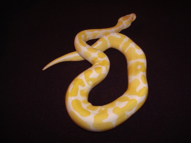 1.0 '07 Albino Ball 1