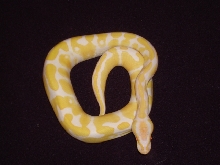 1.0 '07 Albino Ball 2