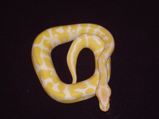 1.0 '07 Albino Ball 2