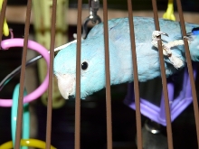 Parrotlet
