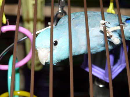 Parrotlet