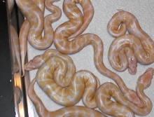 First Litter of Ball Babies