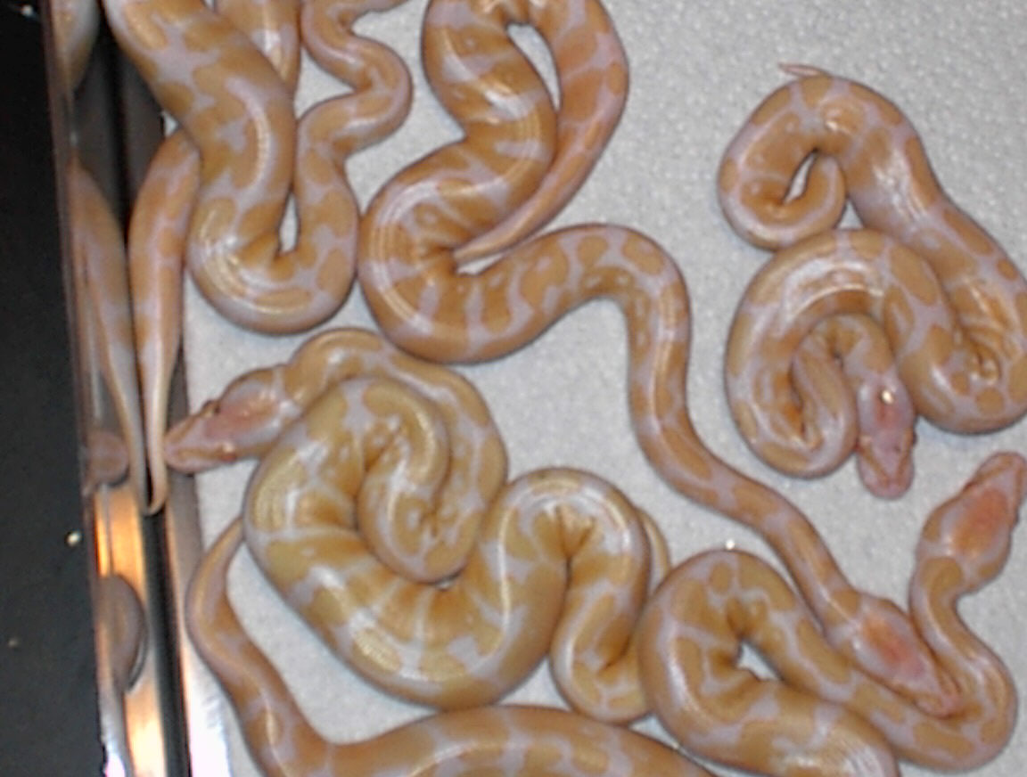 First Litter of Ball Babies