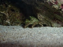 Emerald Crab #1