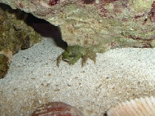 Emerald Crab #2