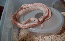 Albino Transpecos