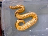 Female Albino Kenyan Het Snow