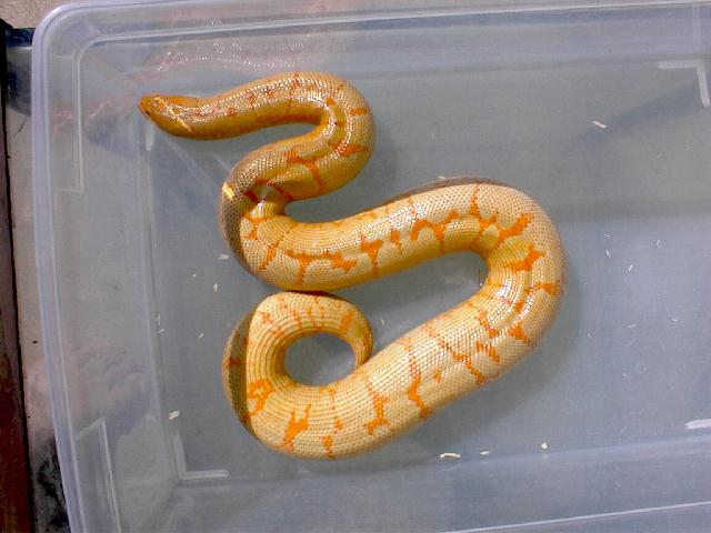 Female Albino Kenyan Het Snow
