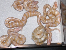 Golden Babies