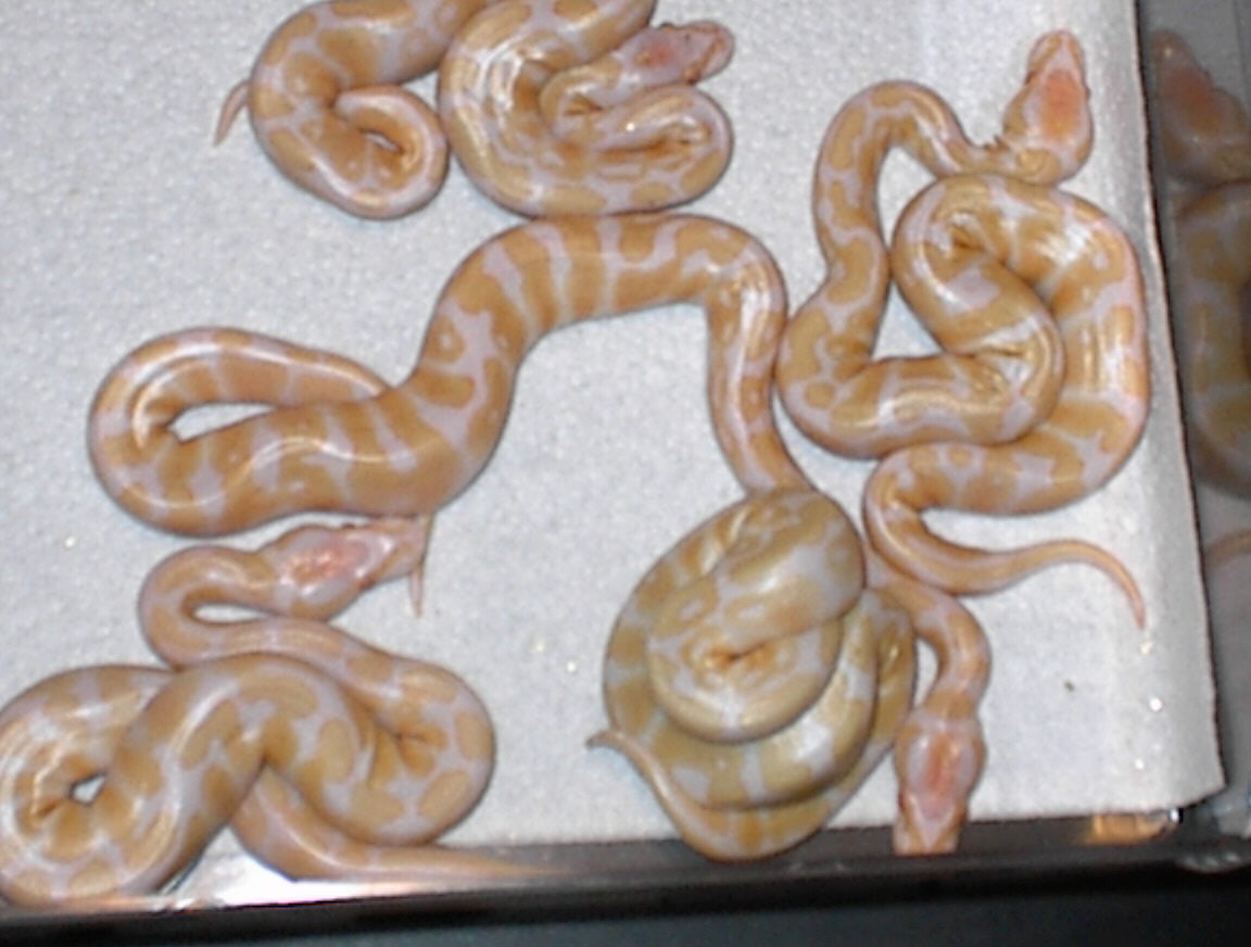 Golden Babies