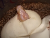 Hatching