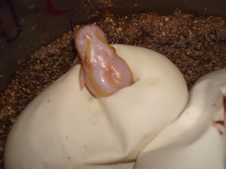 Hatching