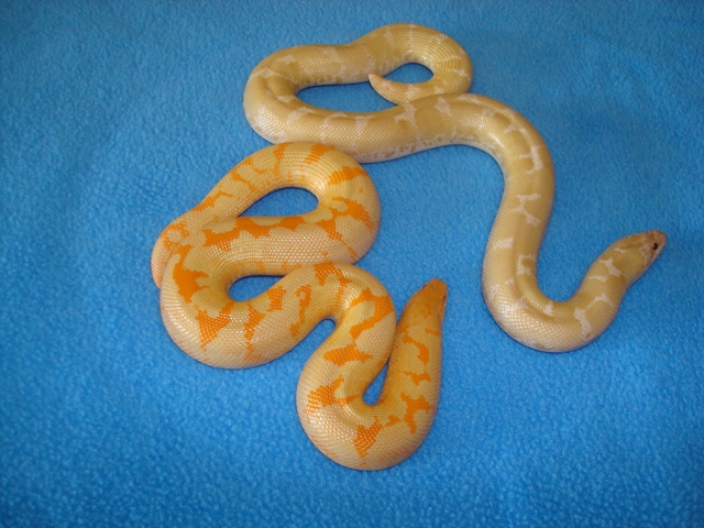 1.0 Albino and 0.1 Snow