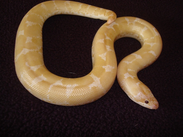 0.1 Snow Kenyan