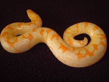 Awesome Albino Kenyan