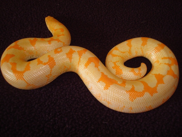 Awesome Albino Kenyan