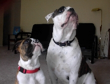 My Bulldogs