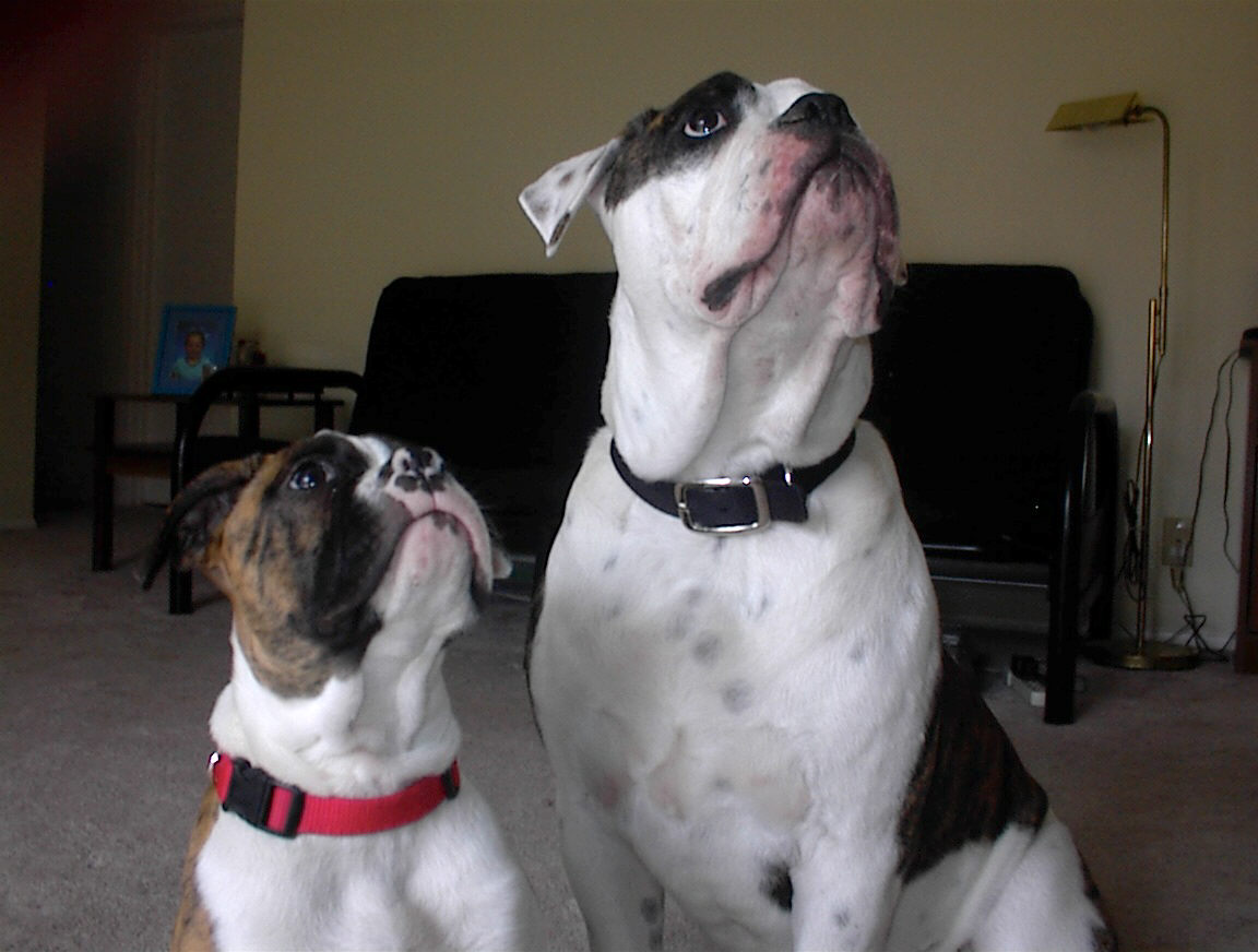My Bulldogs