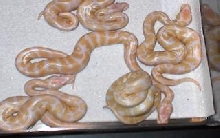 Golden Babies Resized