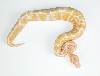 Nigel's Pic of an albino I produced
