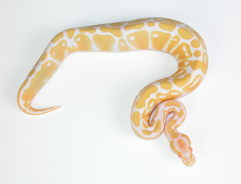 Nigel's Pic of an albino I produced
