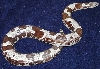 Oreo 2