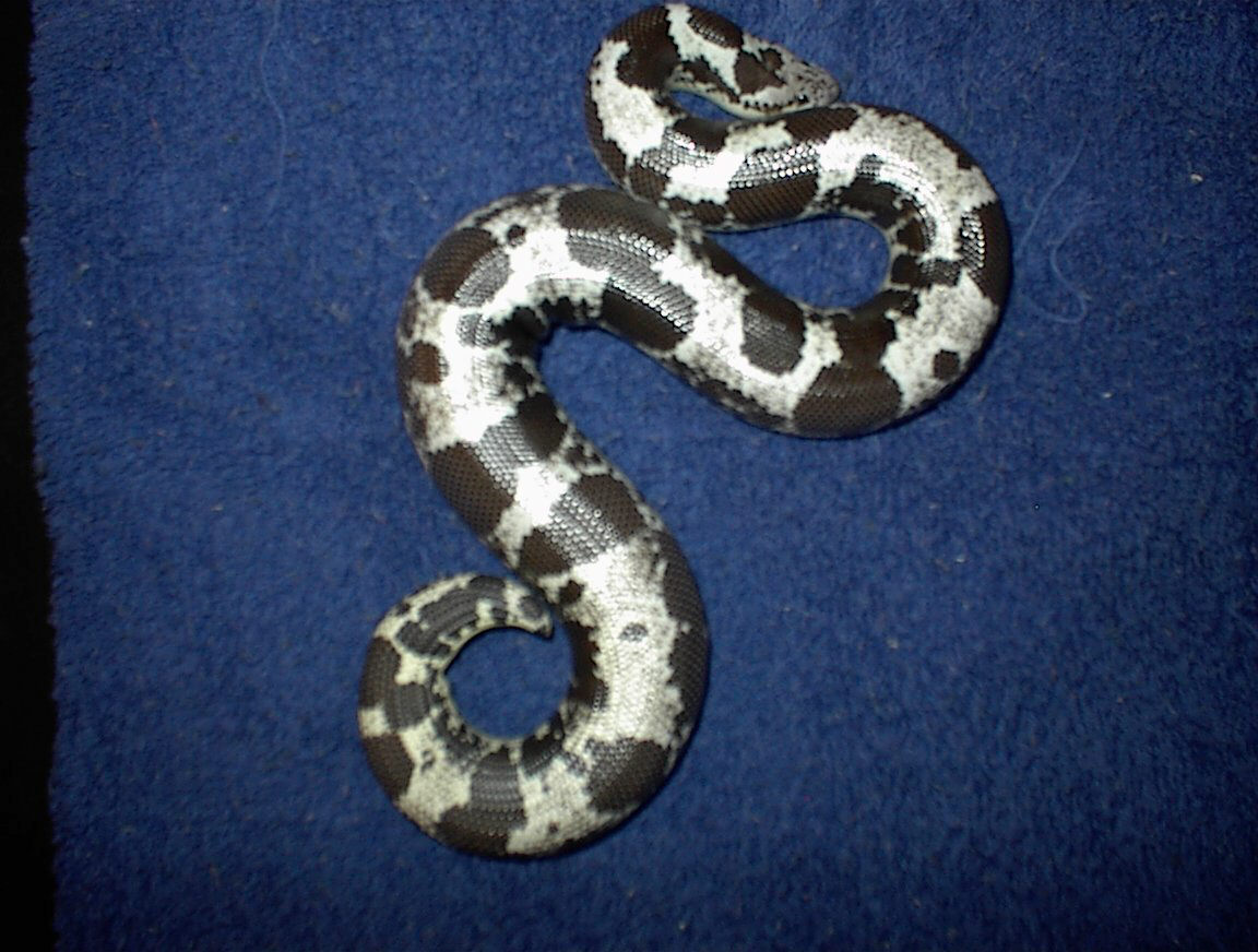 Anery Kenyan 2