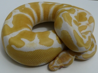 '07 Female Albino