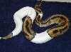 Male Pied