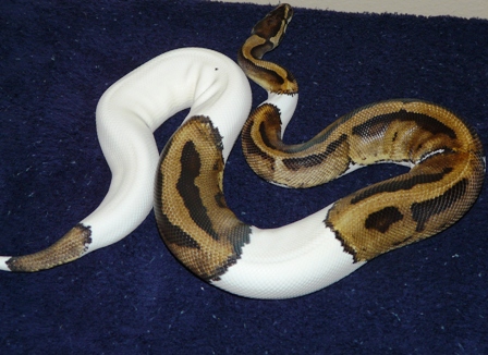 Male Pied