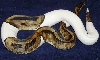Male Pied 2