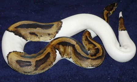 Male Pied 2