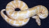 Adult Male Albino