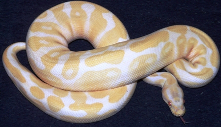 Adult Male Albino