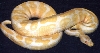 Adult Male Albino 2
